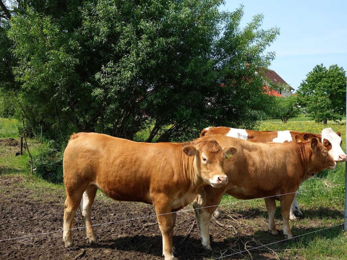 Monteurwohnungen Goeb - Nicht Fuer Urlaubsgaeste Geisa Zewnętrze zdjęcie